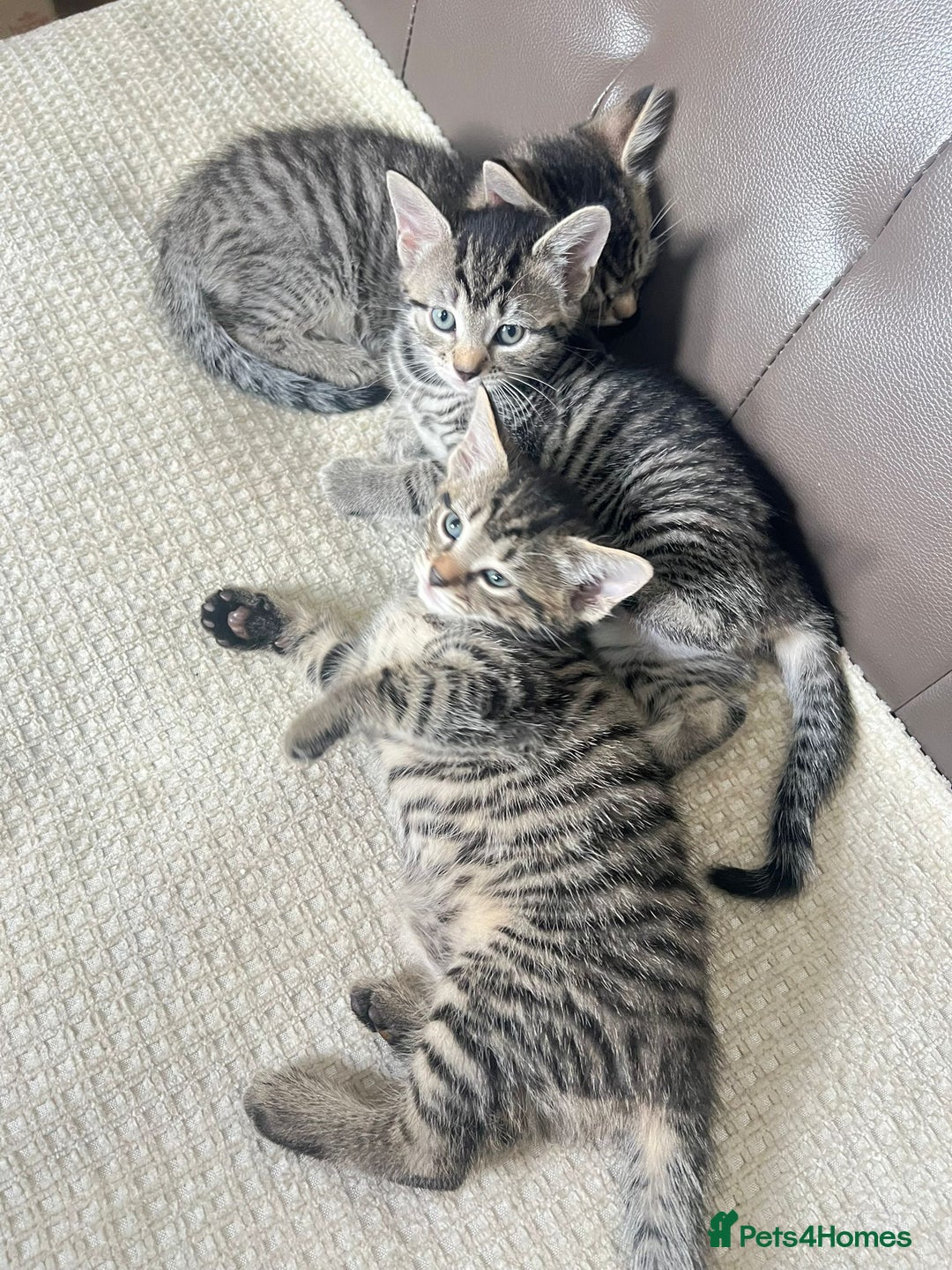 Domestic Shorthair cats for sale: For sell 3 beautifull kitten.Avalaible now Grays - Image 3