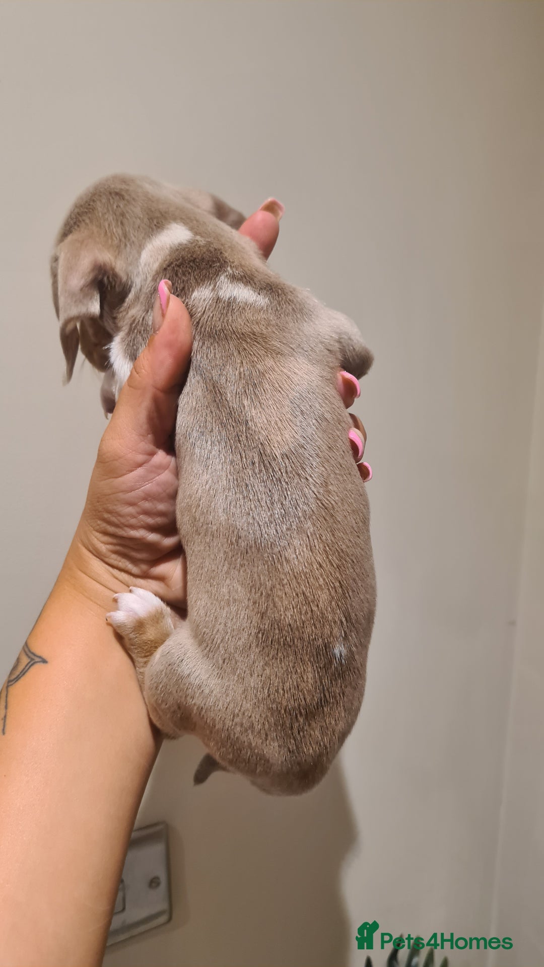 Miniature Dachshund dogs for sale: Smooth haired daxies available 3boys 3 girls - Image 3