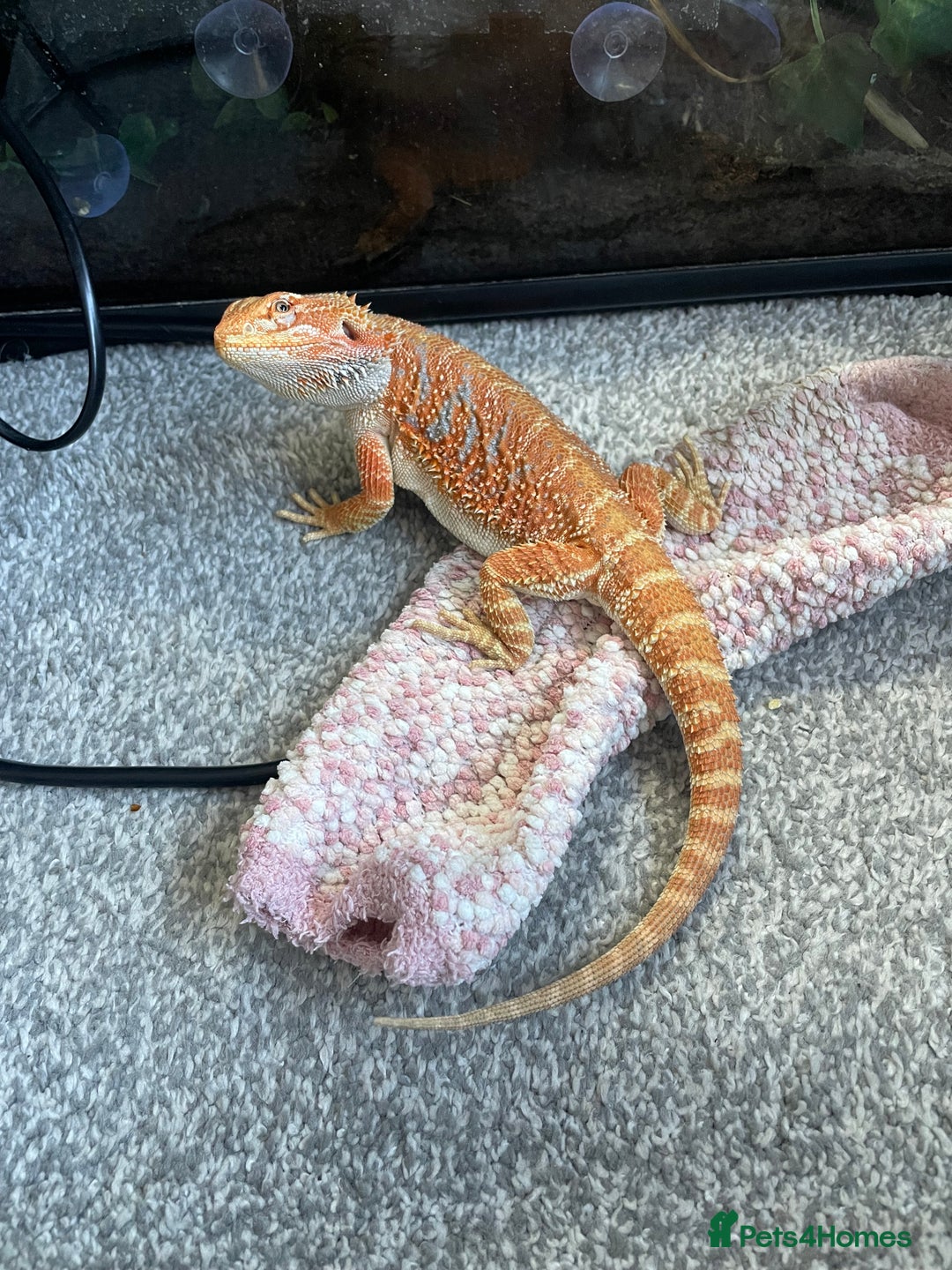 Bearded Dragon reptiles for sale: Bearded Dragon - Advert 2