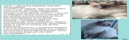 Ragdoll cats for sale: Registered Cheribum Kittens - Advert 7