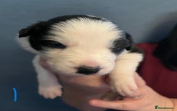 Border Collie dogs for sale: Border Collie Puppies - Image 2