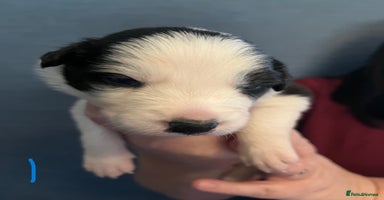 Border Collie dogs - Advert 1