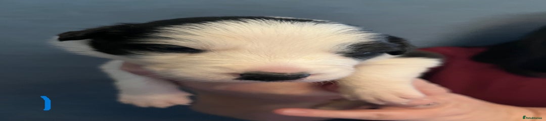 Border Collie Puppy 1