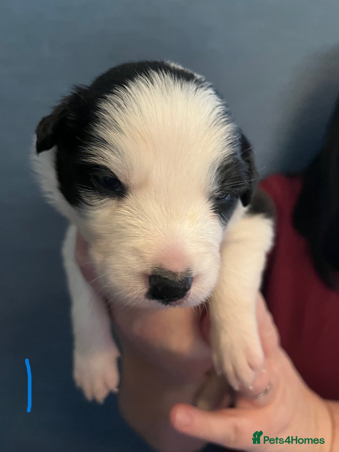 Border Collie dogs for sale: Border Collie Puppies - Image 2