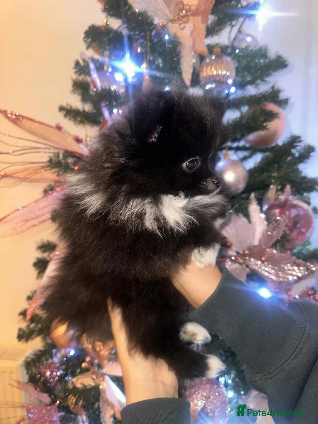 Pomeranian dogs for sale:  Pomeranian puppies  - Advert 13