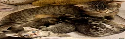 Bengal cats for sale: Glittery Bengal X With Famous References! - Advert 7
