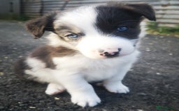 Border Collie dogs for sale: Beautiful Fluffy Collie Puppies  - Image 9