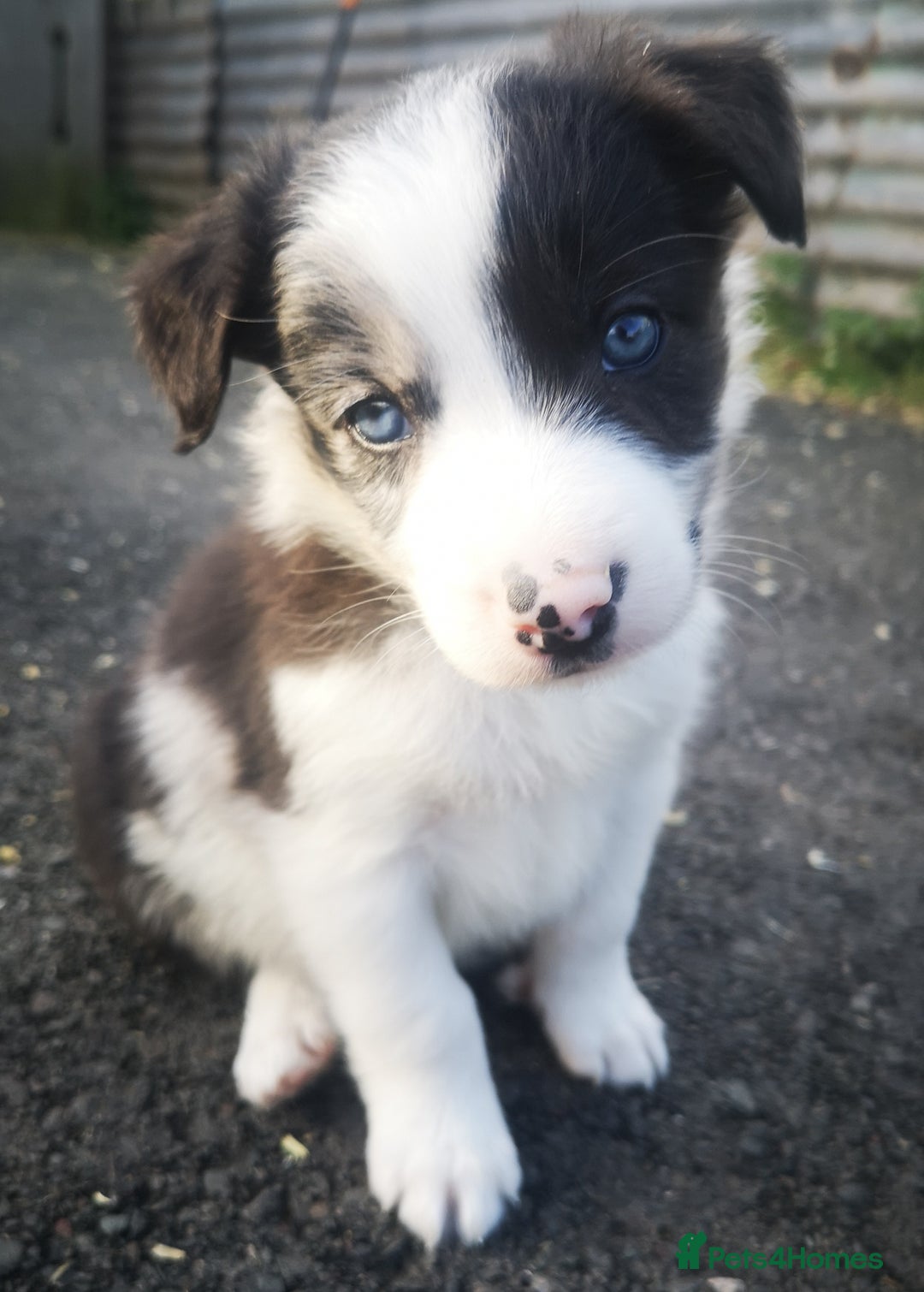 Border Collie dogs for sale: Beautiful Fluffy Collie Puppies  - Image 9