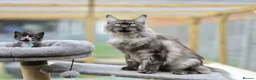 Maine Coon cats for sale: Stunning Maine Coon X Kittens - Advert 9