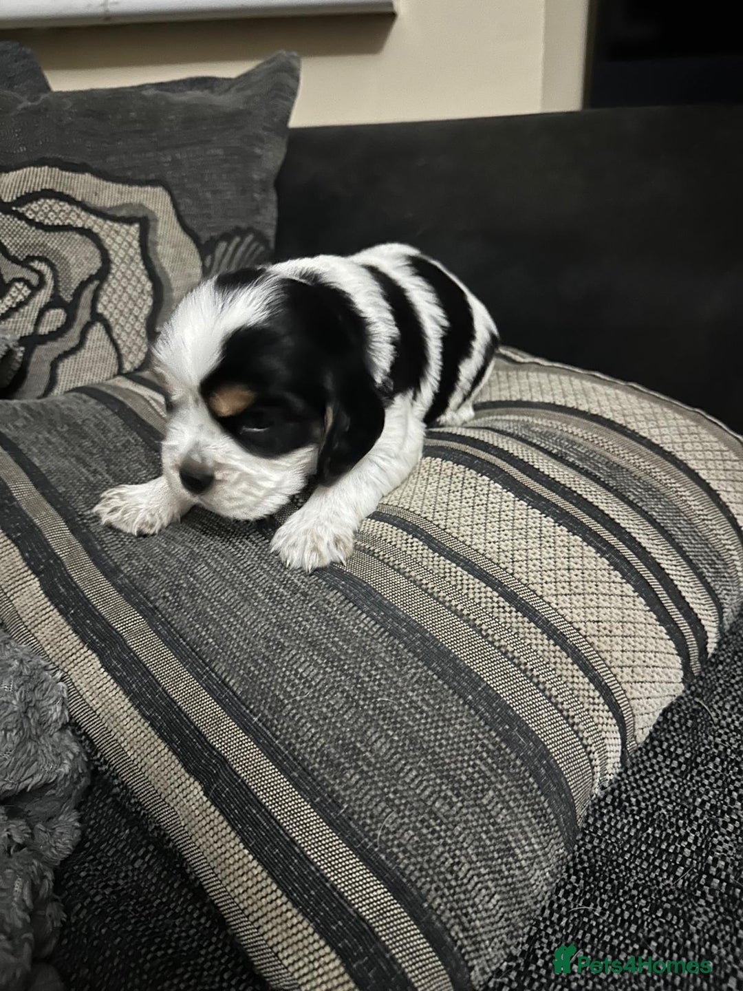 Mixed Breed dogs for sale: Bocker puppies - Advert 5