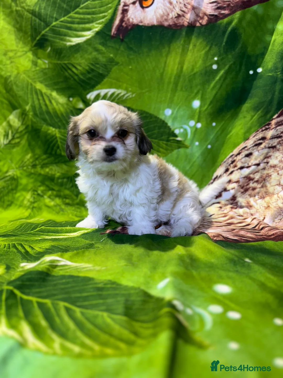 Yochon dogs for sale: Yorkshire terrier mix with Bichon Frise - Advert 11