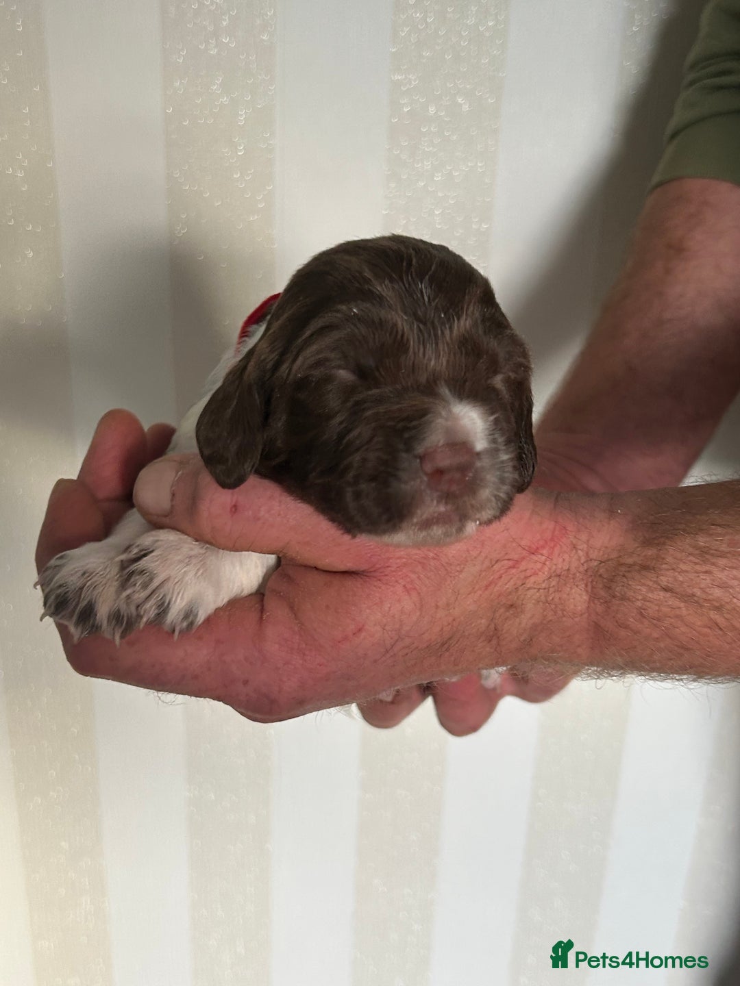 English Springer Spaniel dogs for sale: Gorgeous English Springer Spaniel Puppies - Advert 12