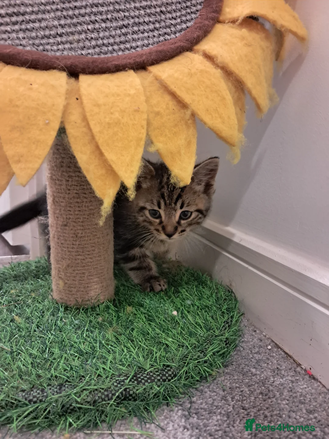 Mixed Breed cats for sale: Kittens for sale - Advert 2