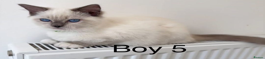 Ragdoll Kitten 5