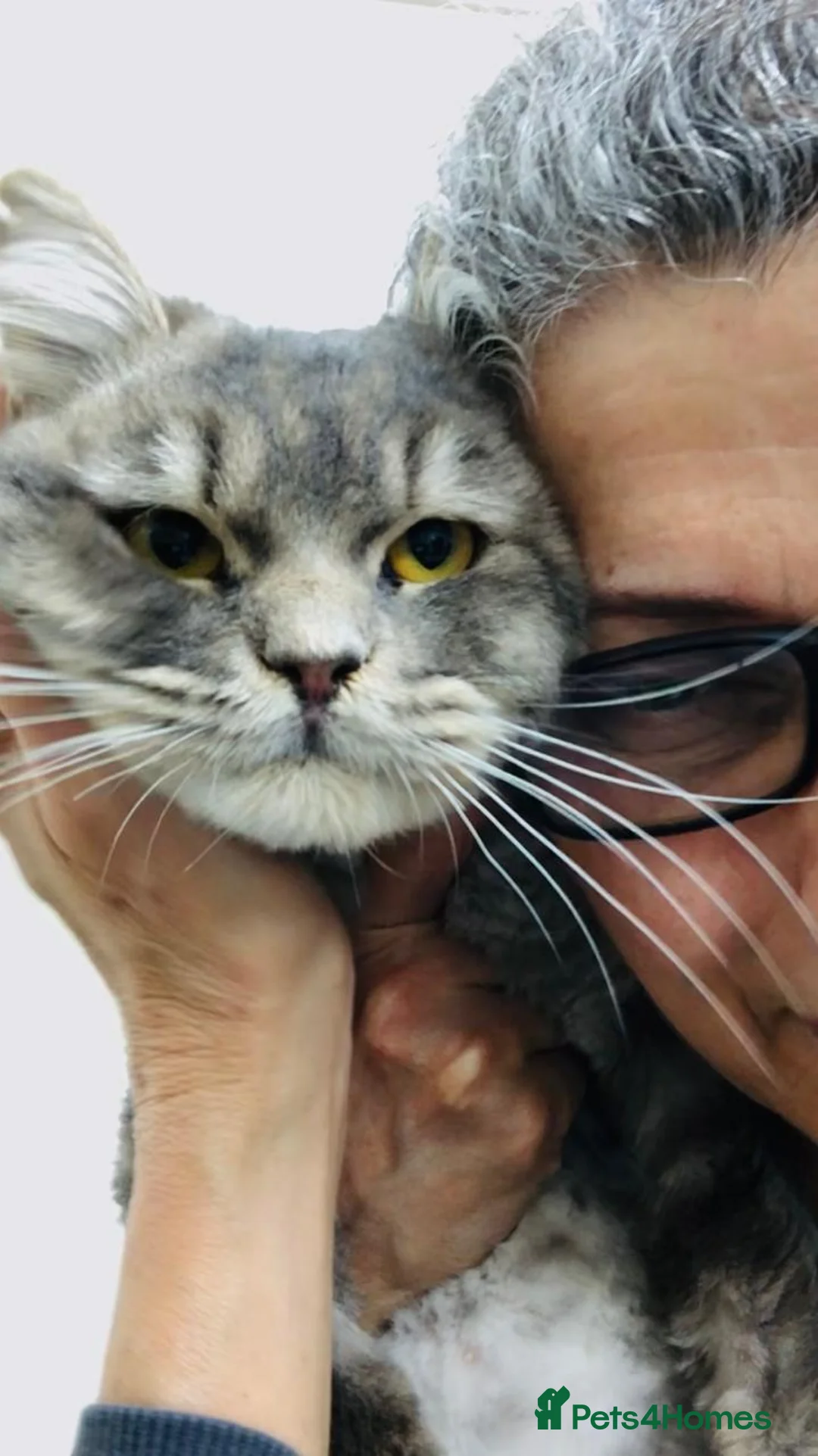 Mixed Breed cats for adoption: SHADOW - MIX PERSIAN  GROOMED NEUTERED - Advert 1