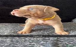 American Bully dogs for sale: Stunning pocket bullie’s  - Image 36
