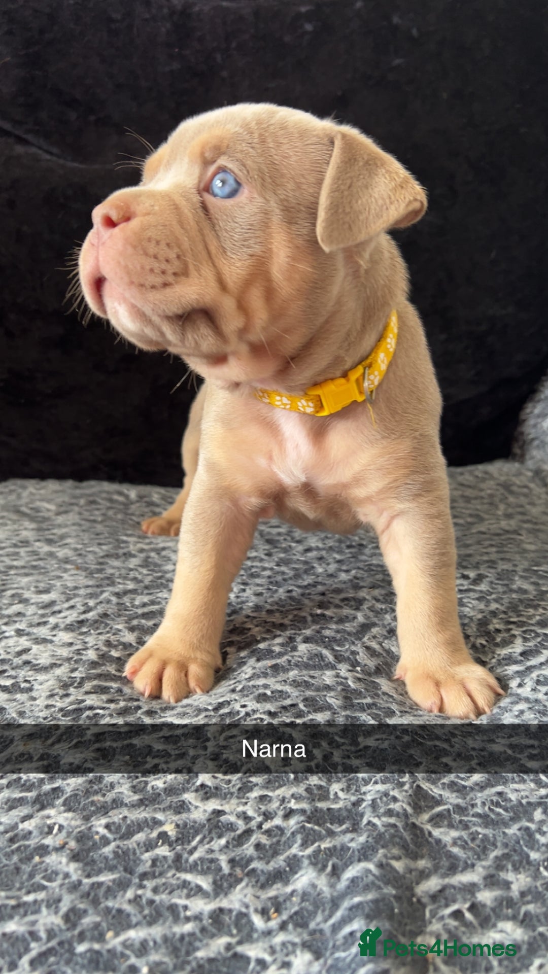 American Bully dogs for sale: Stunning pocket bullie’s  - Image 36