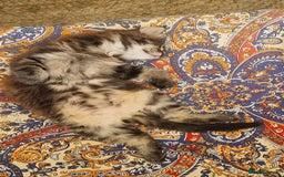 Maine Coon cats for sale: Male mainecoon  - Image 4