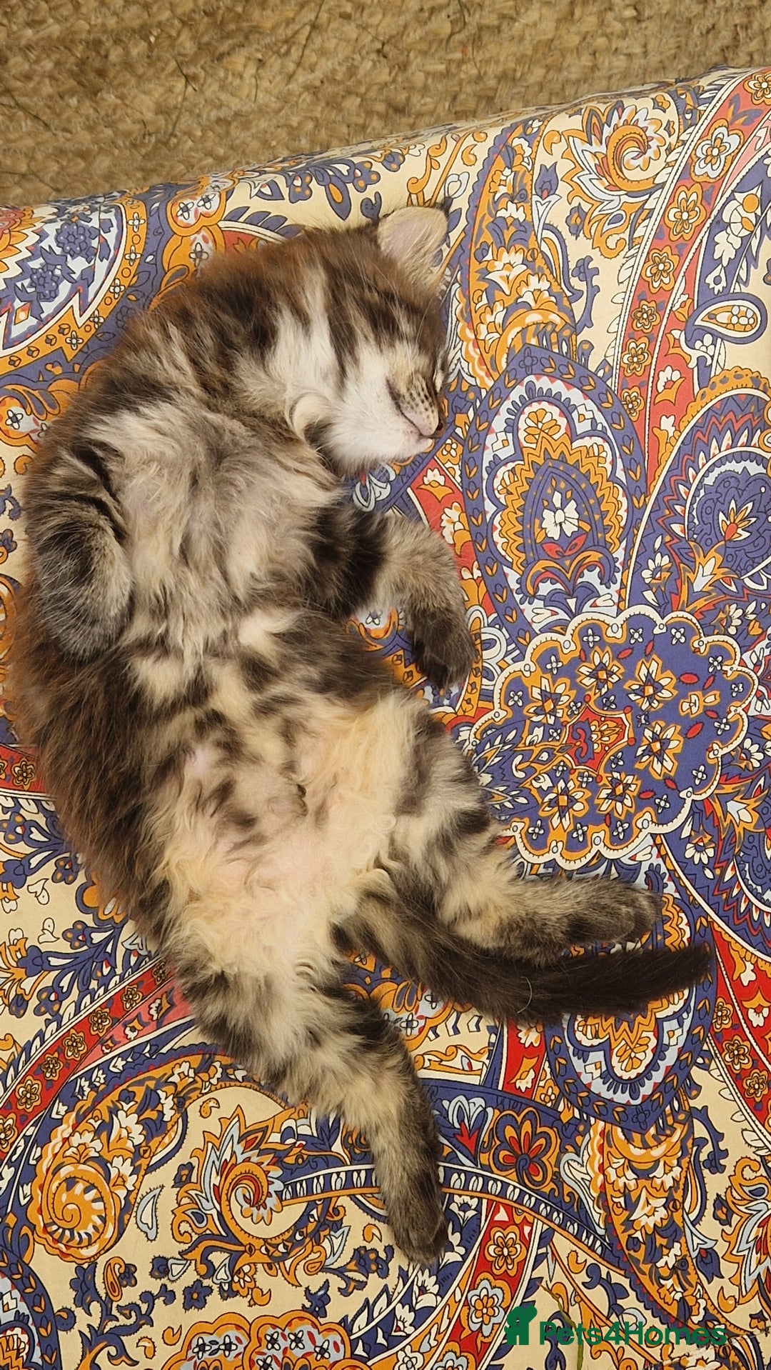 Maine Coon cats for sale: Male mainecoon  - Image 4