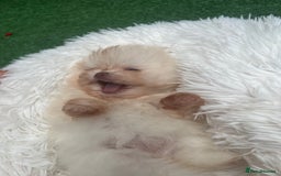 Pomeranian dogs for sale: Pomeranian toy  - Image 1