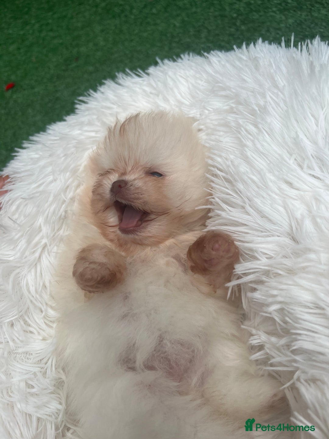 Pomeranian dogs for sale: Pomeranian toy  - Image 1