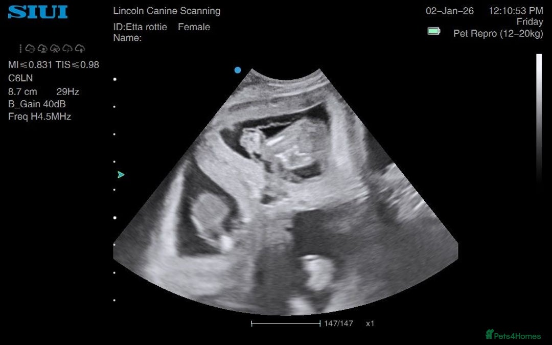 Rottweiler dogs for sale: ETTA'S PUPS COMING SOON!  - Advert 5