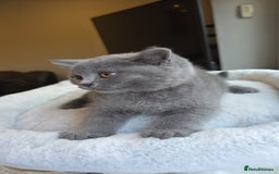 British Shorthair cats for sale: Festive Season Ready – GCCF BSH Kittens - Image 8