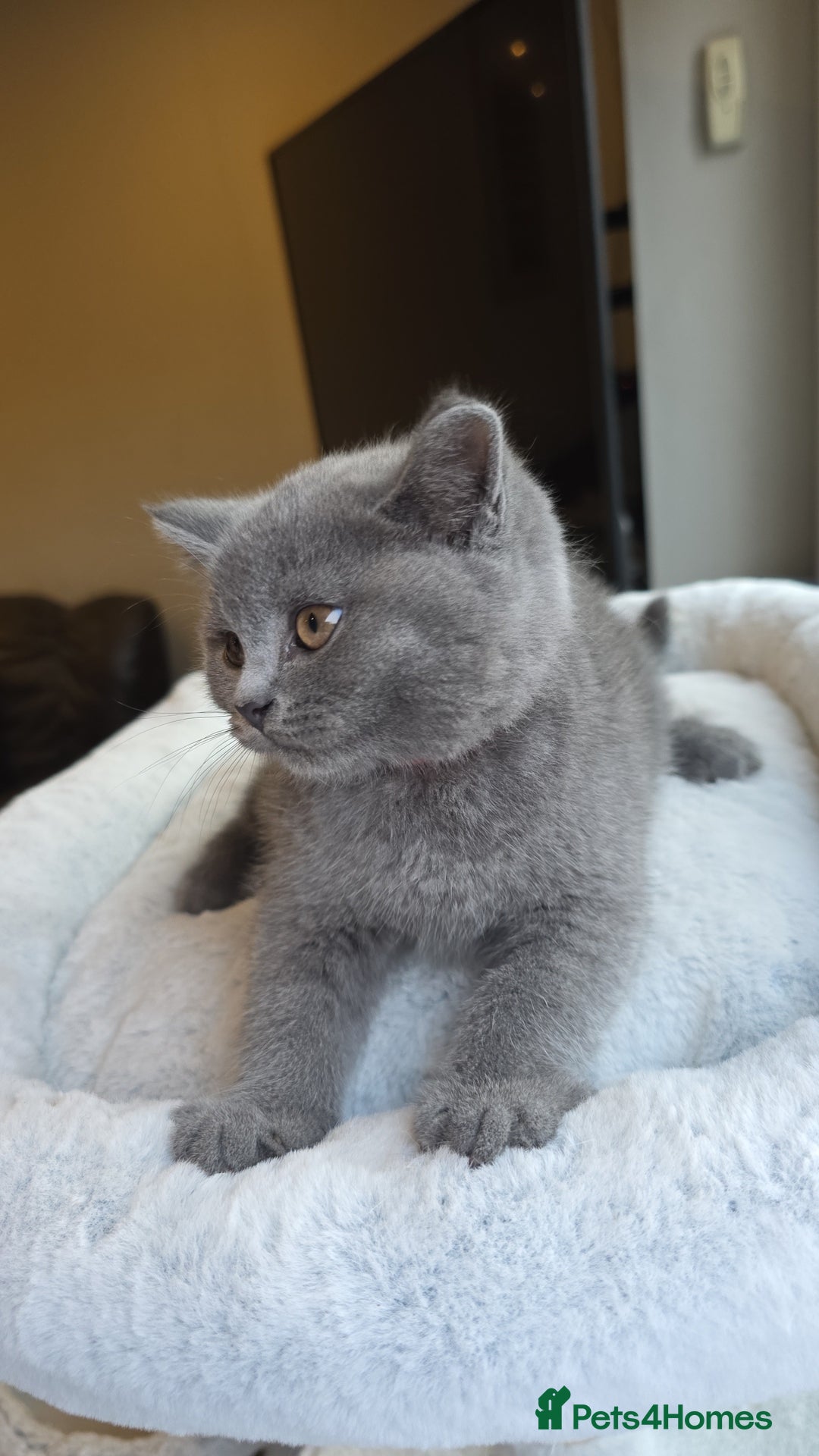 British Shorthair cats for sale: Festive Season Ready – GCCF BSH Kittens - Image 8