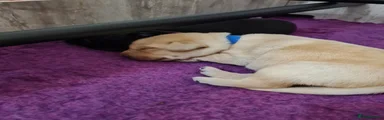 Yellow Labrador Boy