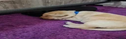 Labrador Retriever dogs for sale: Health tested KC Labrador Puppies in Newbury - Advert 8
