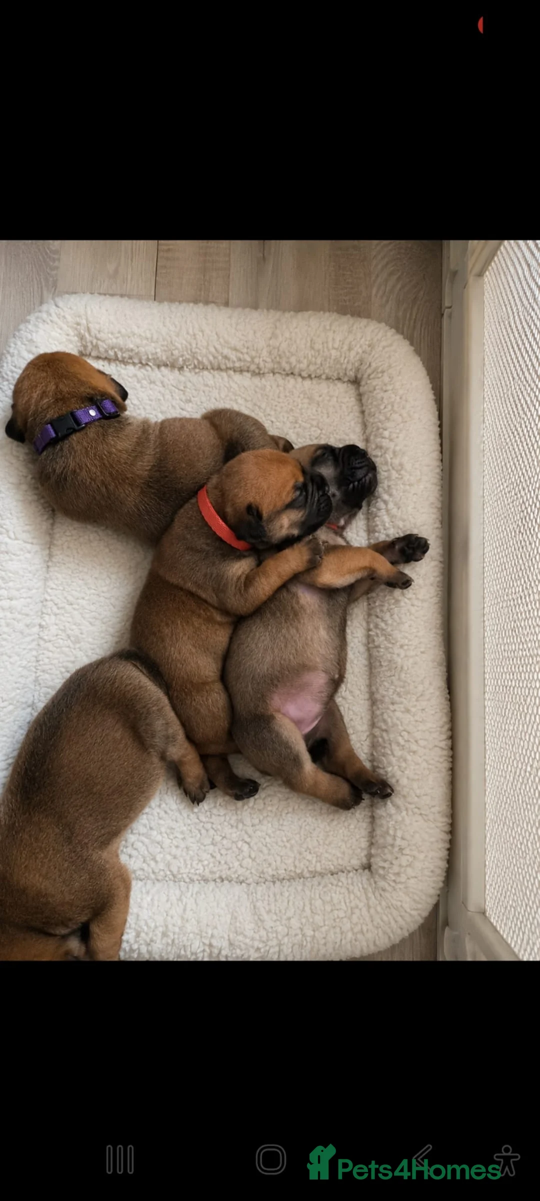 Bullmastiff dogs for stud: 🐾 PROVEN GENTLE GIANT: BULLMASTIFF FOR STUD 🐾 - Advert 2