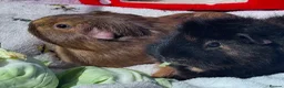 Guinea Pig rodents for sale: Daisy & Poppy, Female Guinea Sisters (2yo in June) in Cowbridge - Advert 12