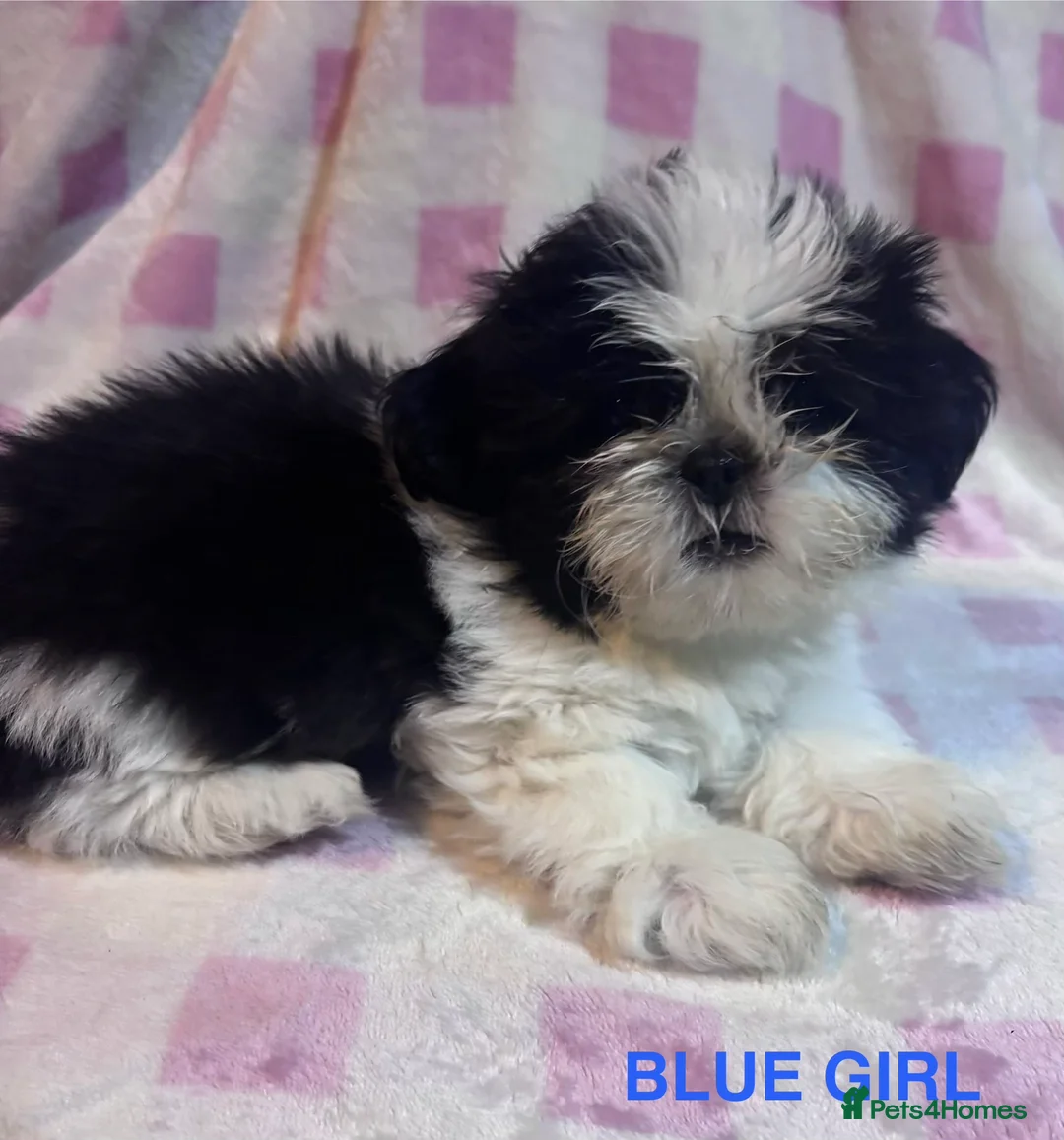Shih Tzu dogs for sale: BEAUTIFUL IMPERIAL SHIH-TZU PUPPYS FOR SALE  - Advert 3