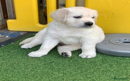 Golden Retriever dogs for sale: Gorgeous KC reg Golden Retriever Puppies - Image 28
