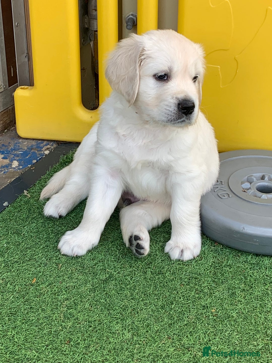 Golden Retriever dogs for sale: Gorgeous KC reg Golden Retriever Puppies - Image 28
