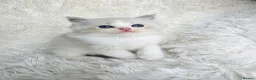 Ragdoll cats for sale: 3 European babies. Champion lines. Tica registered - Advert 5