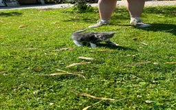 Domestic Shorthair cats for sale: Four Adorable Kittens - Mixed Litter - Image 5
