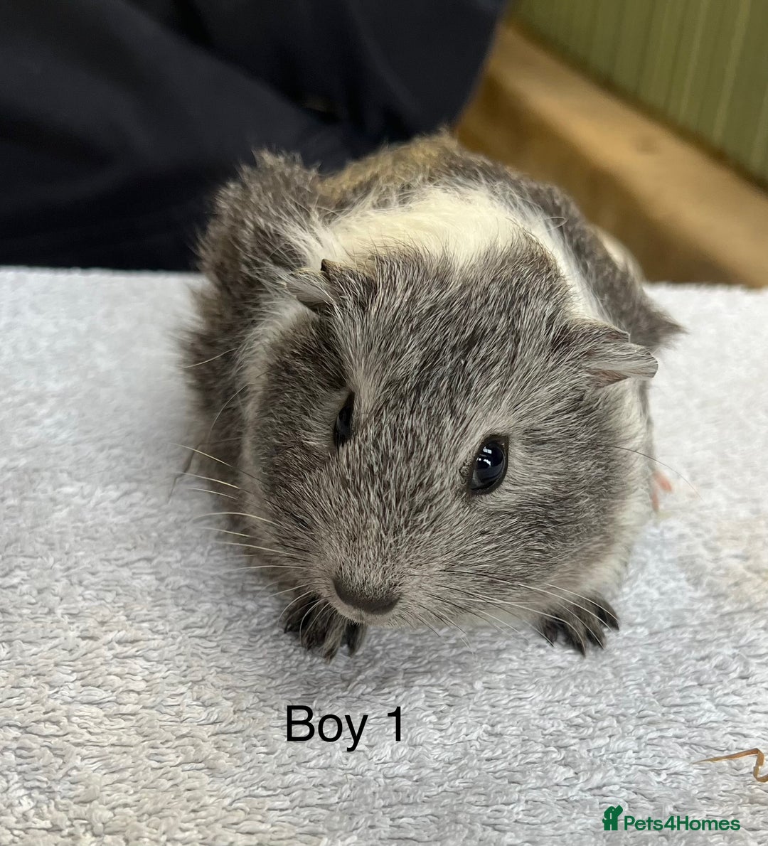 Guinea Pig rodents for sale: Various breeds of baby guinea pigs for sale - Image 1