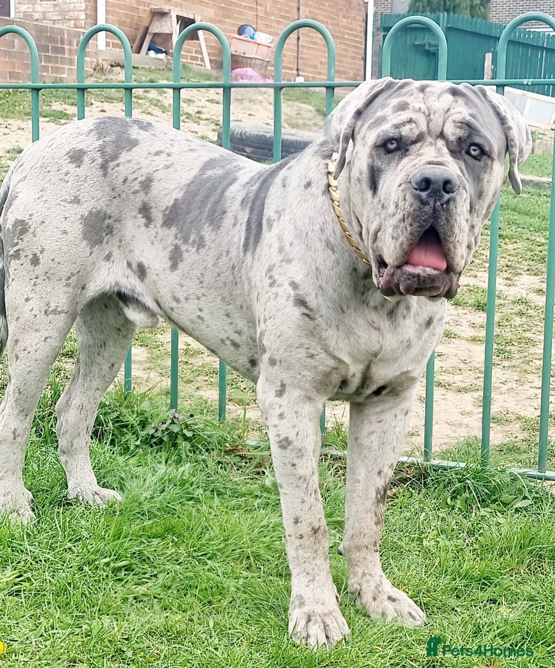 Cane Corso dogs for sale: Look 👀 absolutely stunning cane corso. - Image 23
