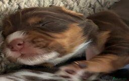 Cocker Spaniel dogs for sale: Beautiful Cocker Spaniel Puppies - Advert 23