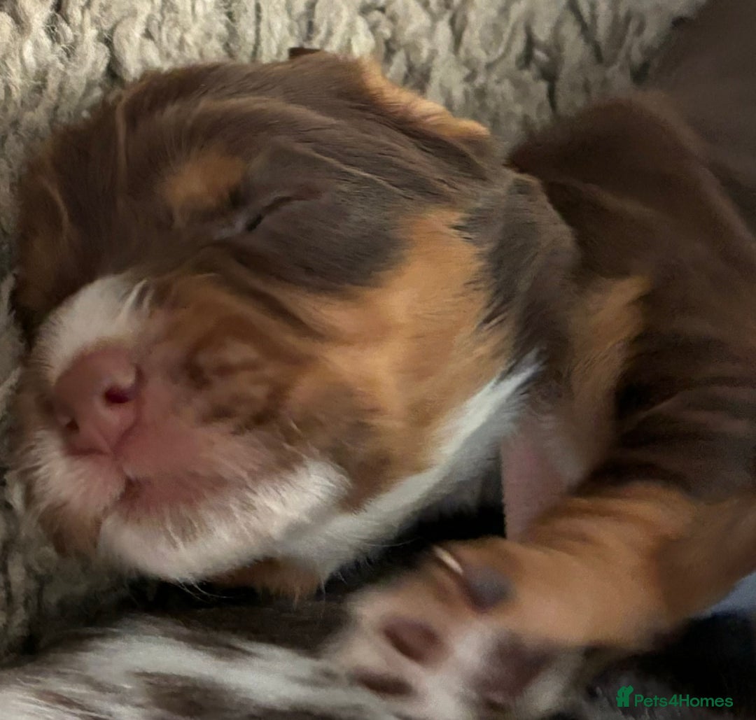 Cocker Spaniel dogs for sale: Beautiful Cocker Spaniel Puppies - Advert 23
