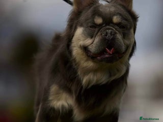 French Bulldog dogs Fluffy French bulldog Tyson Furry - Advert 17