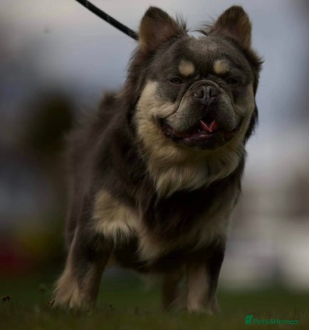 French Bulldog dogs Fluffy French bulldog Tyson Furry - Advert 1