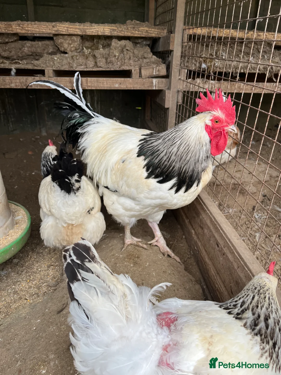 Chickens poultry for sale: Pure breed poultry hatching eggs  - Advert 1