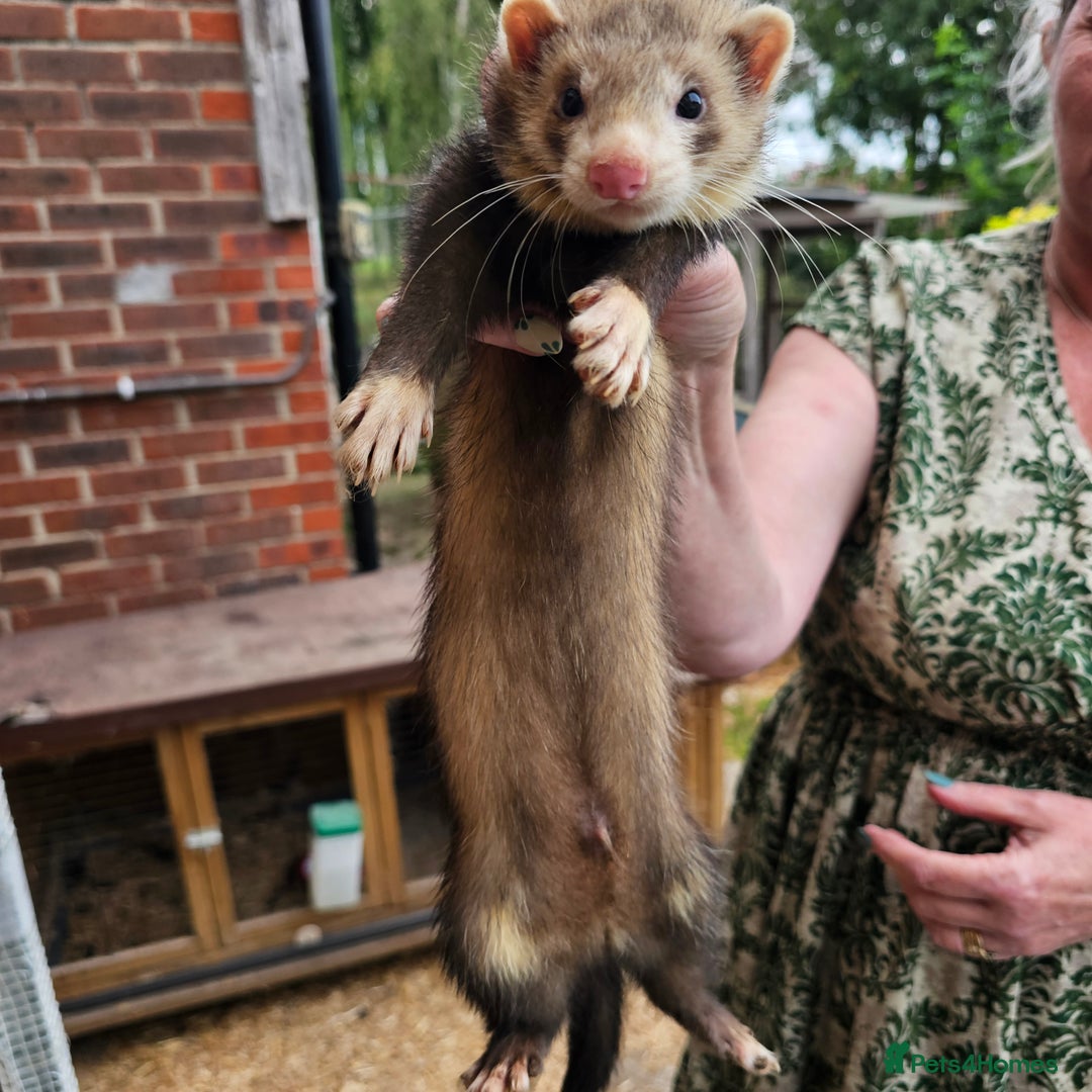 Ferret rodents for sale: 3 hobs kits from working stock for sale - Image 3