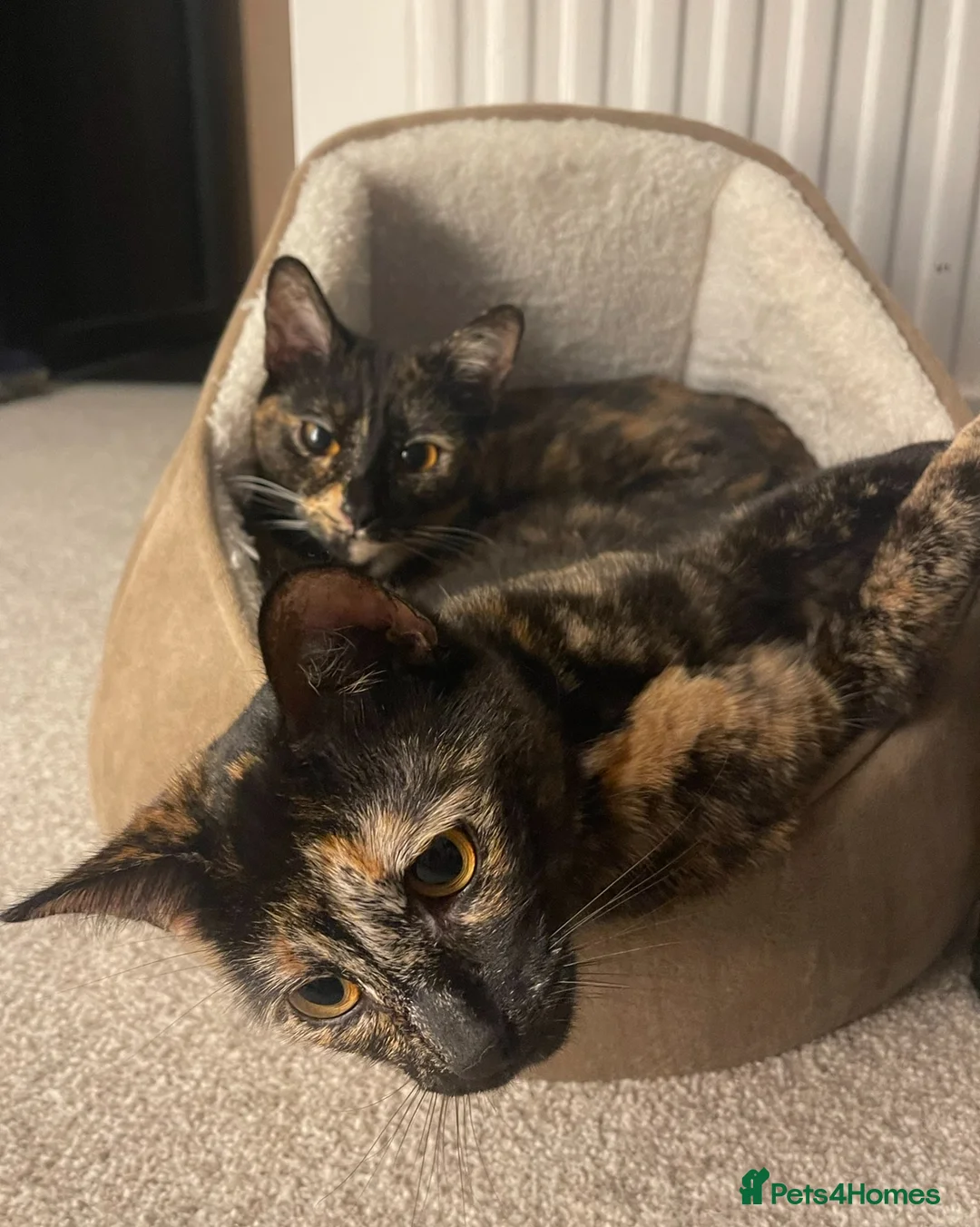 Mixed Breed cats for sale: 2 Tortoise shell female cats  - Advert 5