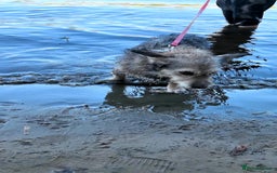 Mixed Breed dogs for adoption: 💙🐶 SCRUFFY 🐶💙 - Image 14