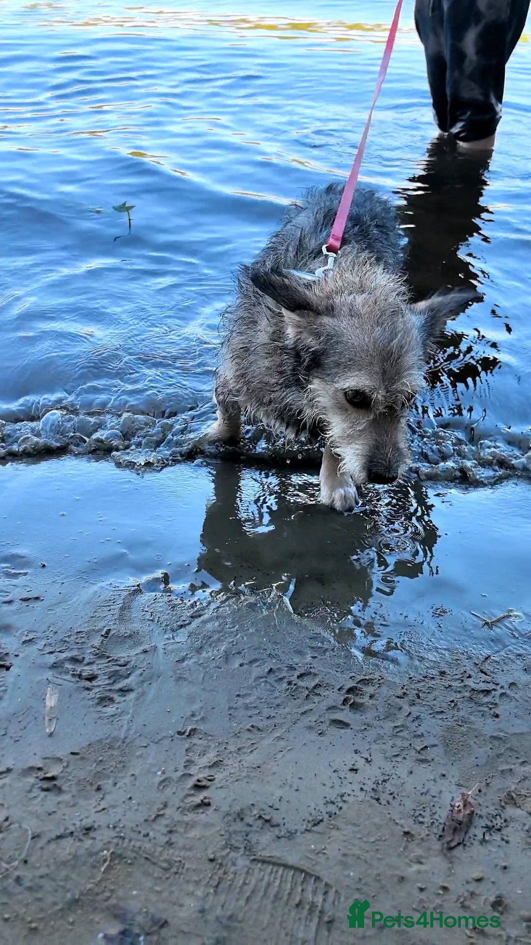 Mixed Breed dogs for adoption: 💙🐶 SCRUFFY 🐶💙 - Image 14