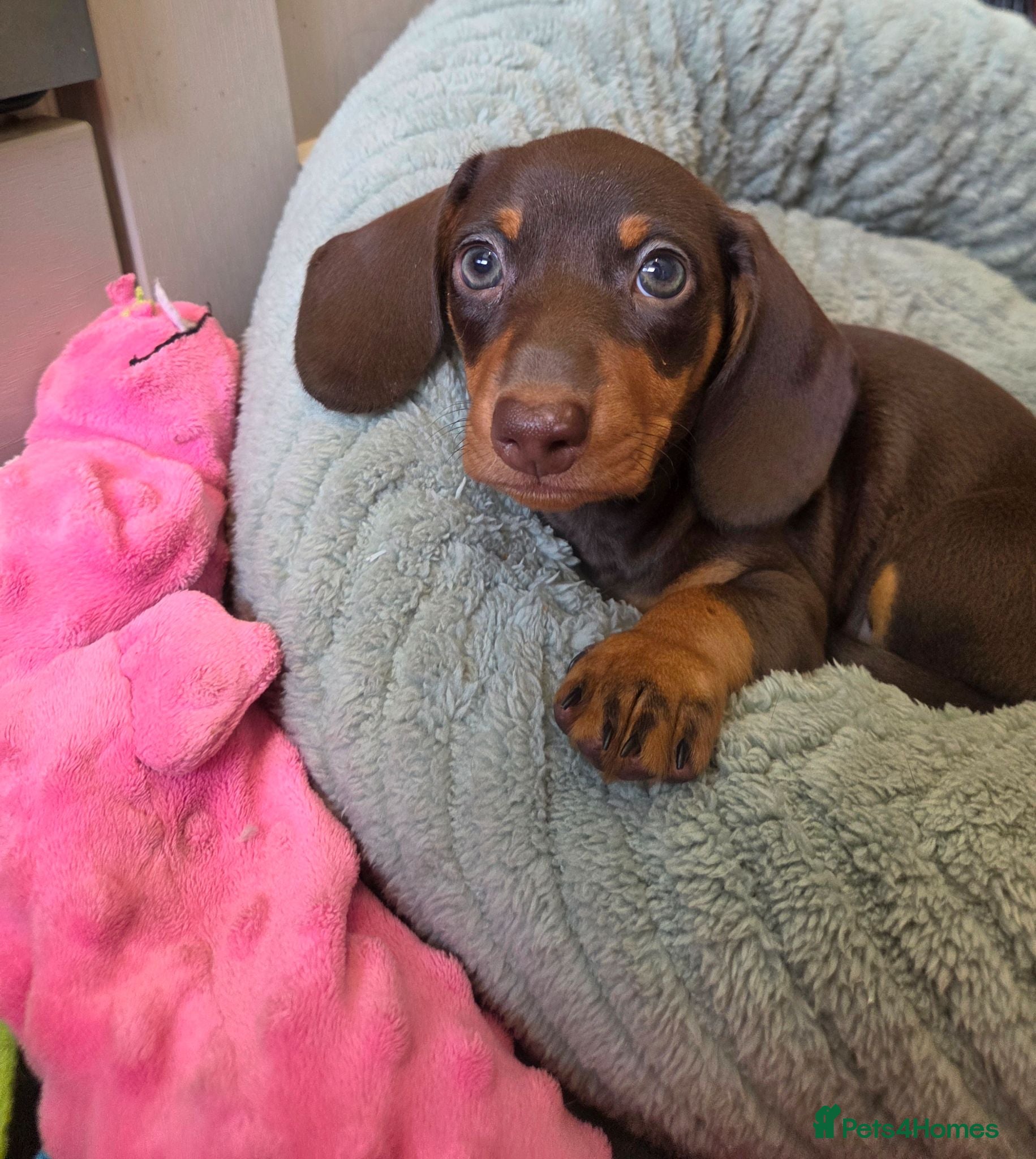Miniature Dachshund dogs Miniature Dachshund - Advert 6