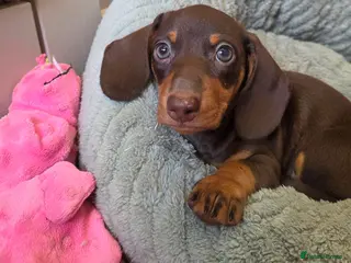 Miniature Dachshund dogs Miniature Dachshund - Advert 6